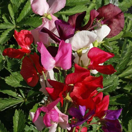 Mammoth Mix, Sweet Pea Seeds - Packet image number null