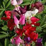 Mammoth Mix, Sweet Pea Seeds - Packet thumbnail number null