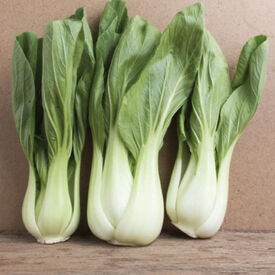 White Stem, Pak Choi Cabbage