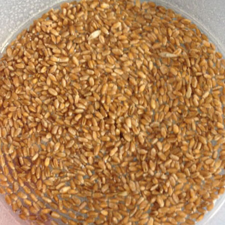 Hard Red Wheat, Sprout Seeds - 1 Pound image number null