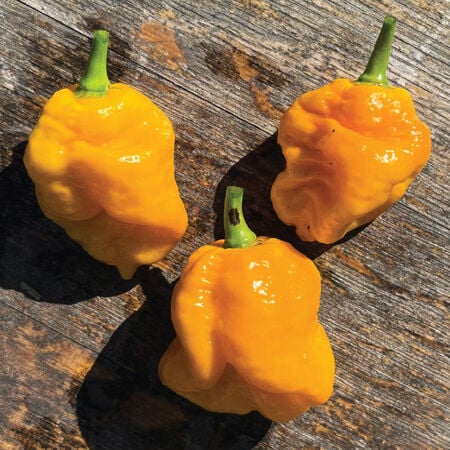 Yellow Scotch Bonnet, Pepper Seeds - Packet image number null