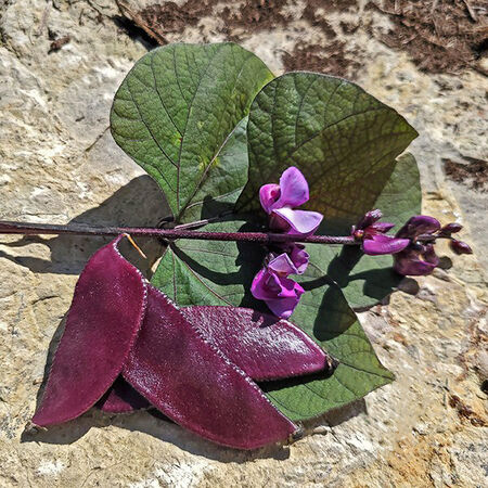 Ruby Moon Hyacinth, Bean Seeds - Packet image number null