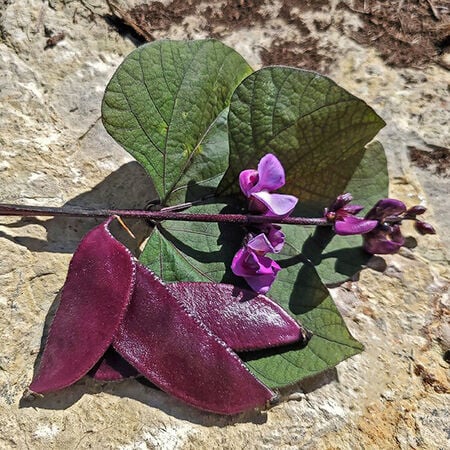 Ruby Moon Hyacinth, Bean Seeds - Packet image number null