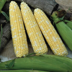 Catalyst XR, (F1) Corn Seed