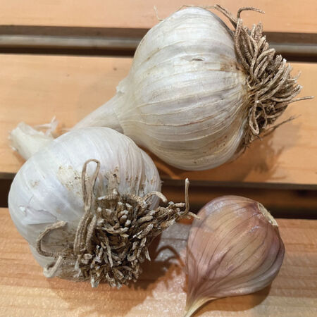 Leningrad, Garlic Bulbs image number null