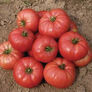 Ponderosa Pink, Tomato Seeds - Packet thumbnail number null
