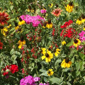 Southeast Native Blend, Wildflower Seed