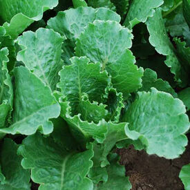 Crisp Mint, Lettuce Seeds