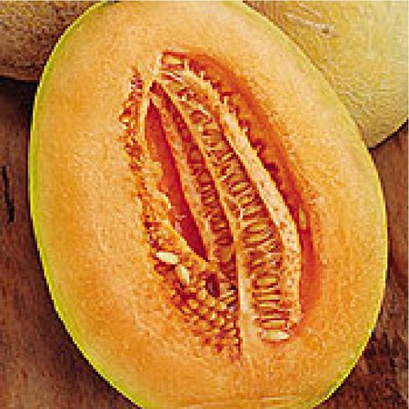 Honey Dew Stutz Supreme, Organic Melon Seeds image number null
