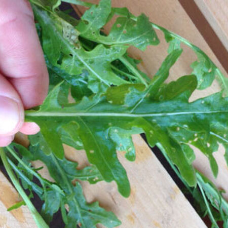 Sylvetta Arugula, Greens - Packet image number null