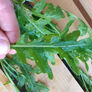 Sylvetta Arugula, Greens - Packet thumbnail number null