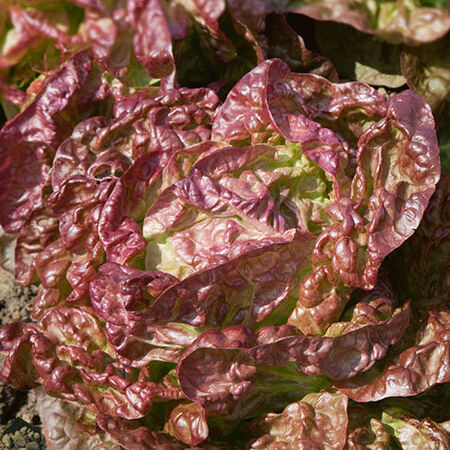 Sweet Valentine, Lettuce Seeds image number null