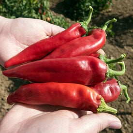 Pepper Seeds For Sale Sweet Hot Urban Farmer Pepper Seeds For Sale Sweet Hot Urban Farmer