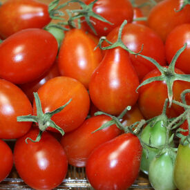 Red Pear, Tomato Seeds