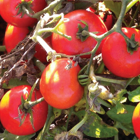 Heinz 2274, Tomato Seeds image number null