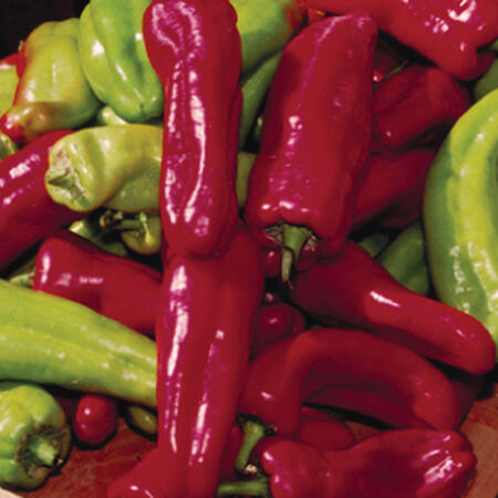 Cubanelle, Pepper Seeds - Packet image number null