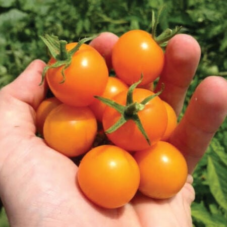 SunSugar, Tomato Seeds - Packet image number null