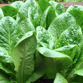 Dwarf Romaine, Lettuce Seeds