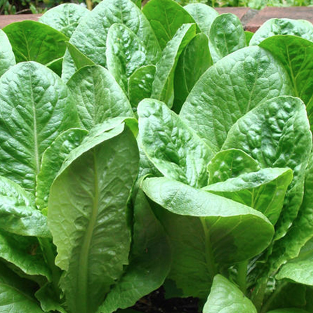 Dwarf Romaine, Lettuce Seeds image number null