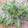 Kale, Sprout Seeds - 1/4 Pound thumbnail number null