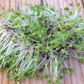 Kale, Sprout Seeds