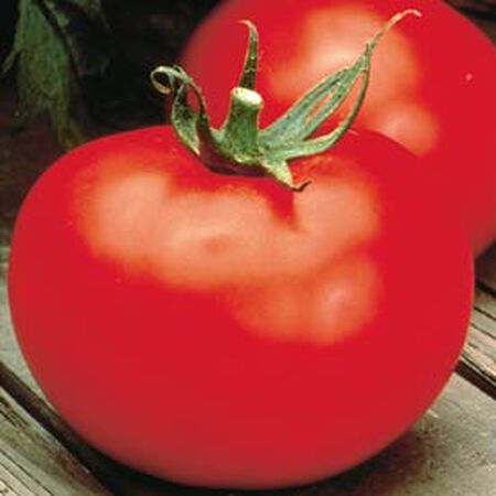 Better Boy, Tomato Seeds - Packet image number null