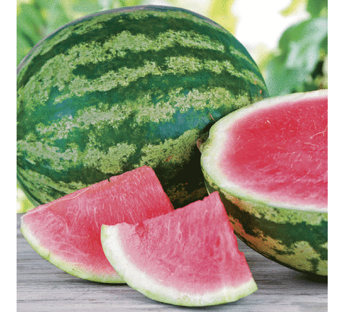 Triple Crown Seedless, Watermelon Seeds - Sugar Baby Pollinator image number null