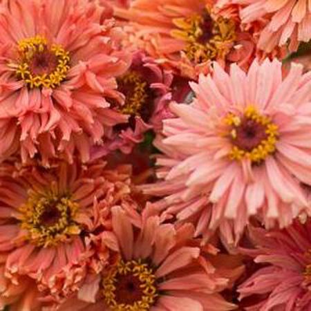 Senora, Zinnia Seeds - 50 Seeds image number null