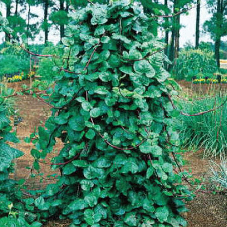 Malabar Red Stem, Spinach Seeds