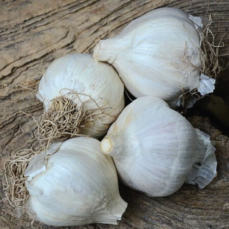 Northern White, Garlic Bulbs - 1/4 Pound image number null