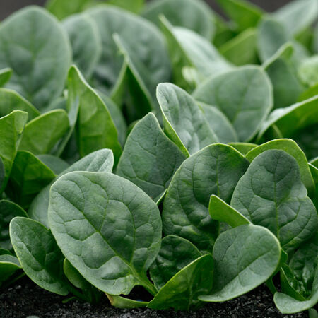 Countryside, (F1) Spinach Seeds - Packet image number null