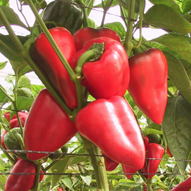 Salsa, (F1) Pepper Seeds