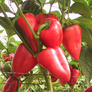 Salsa, Pepper Seeds - Packet thumbnail number null
