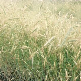 Winter Rye, Grains
