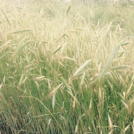 Winter Rye, Grains - 100 Pounds image number null