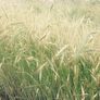 Winter Rye, Grains - 100 Pounds thumbnail number null