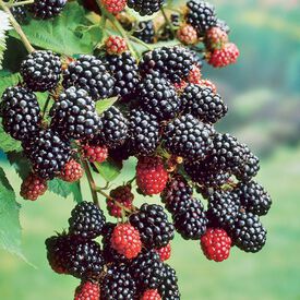 Cheyenne, Blackberry Plant