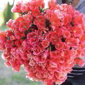 Grace Salmon, (F1) Clarkia Seed