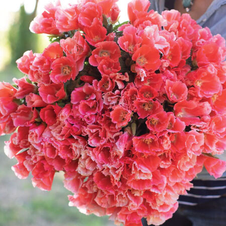 Grace Salmon, (F1) Clarkia - 5,000 Seeds image number null