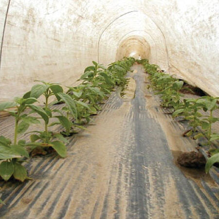 Agribon Row Covers, Row Covers image number null