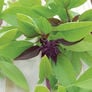 Siam Queen, Basil Seeds - Packet thumbnail number null
