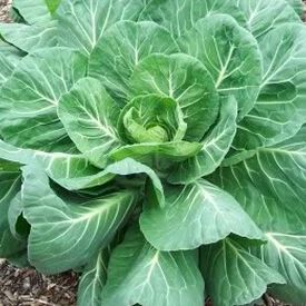 Georgia Southern, Collard Seeds