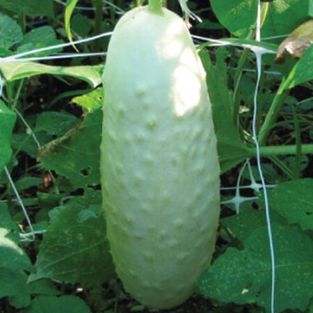 White Wonder, Cucumber Seeds image number null