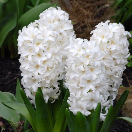 White Pearl, Cut Flowers image number null