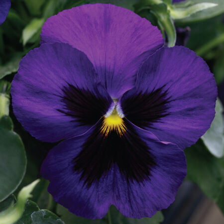 Deep Blue with Blotch Spring Grandio, (F1) Pansy Seeds - Packet image number null