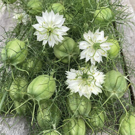 Albion Green Pod, Nigella Seed