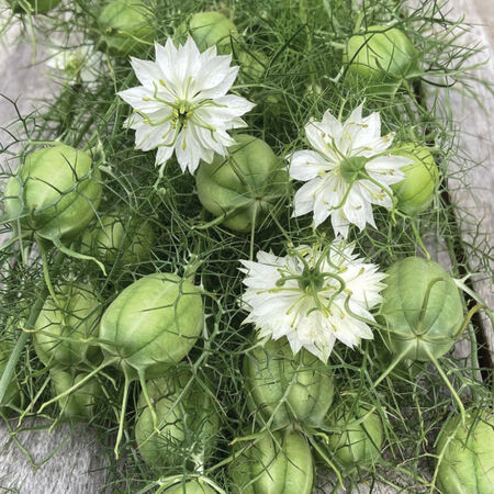 Albion Green Pod, Nigella Seed - Packet image number null