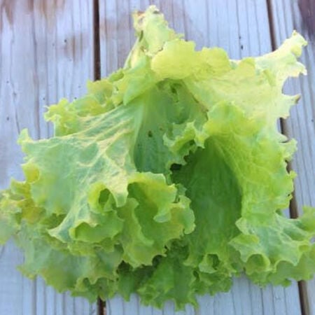 Seafresh, Lettuce Seeds - Packet image number null