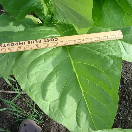 Paris Wrapper, Tobacco Seed - Packet image number null