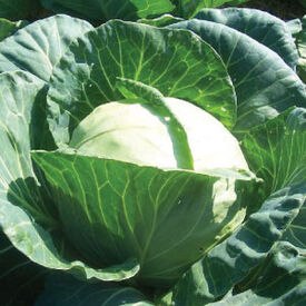 Early Round Dutch, Cabbage Seeds